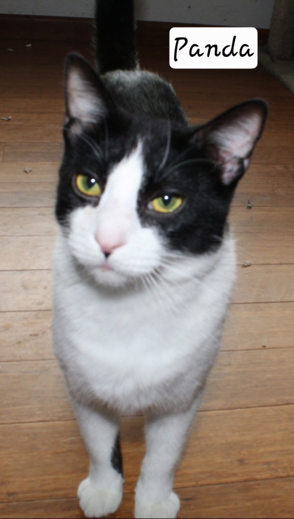 Panda, an adoptable Domestic Medium Hair in Ogden, UT, 84409 | Photo Image 1