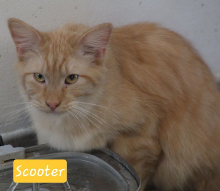 Scooter 1