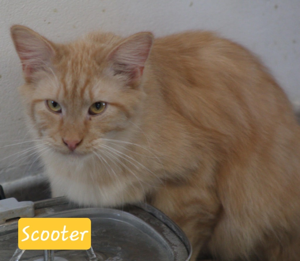 Scooter, an adoptable Domestic Long Hair in Ogden, UT, 84409 | Photo Image 1