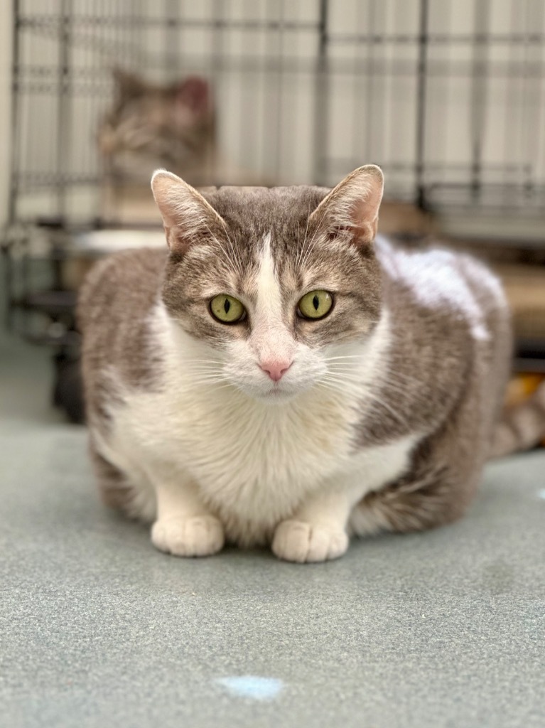 Tara (aka Wisteria), an adoptable Domestic Short Hair in Cumberland, ME, 04021 | Photo Image 2