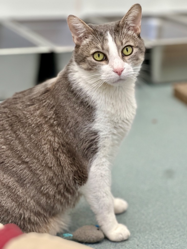 Tara (aka Wisteria), an adoptable Domestic Short Hair in Cumberland, ME, 04021 | Photo Image 3