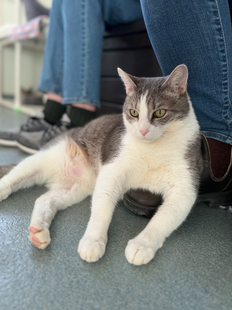 Tara (aka Wisteria), an adoptable Domestic Short Hair in Cumberland, ME, 04021 | Photo Image 4