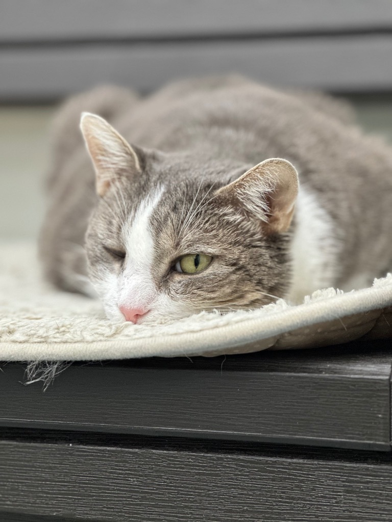 Tara (aka Wisteria), an adoptable Domestic Short Hair in Cumberland, ME, 04021 | Photo Image 5