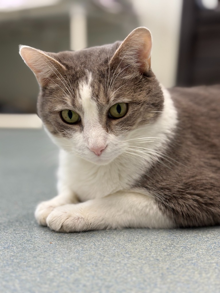 Tara (aka Wisteria), an adoptable Domestic Short Hair in Cumberland, ME, 04021 | Photo Image 5