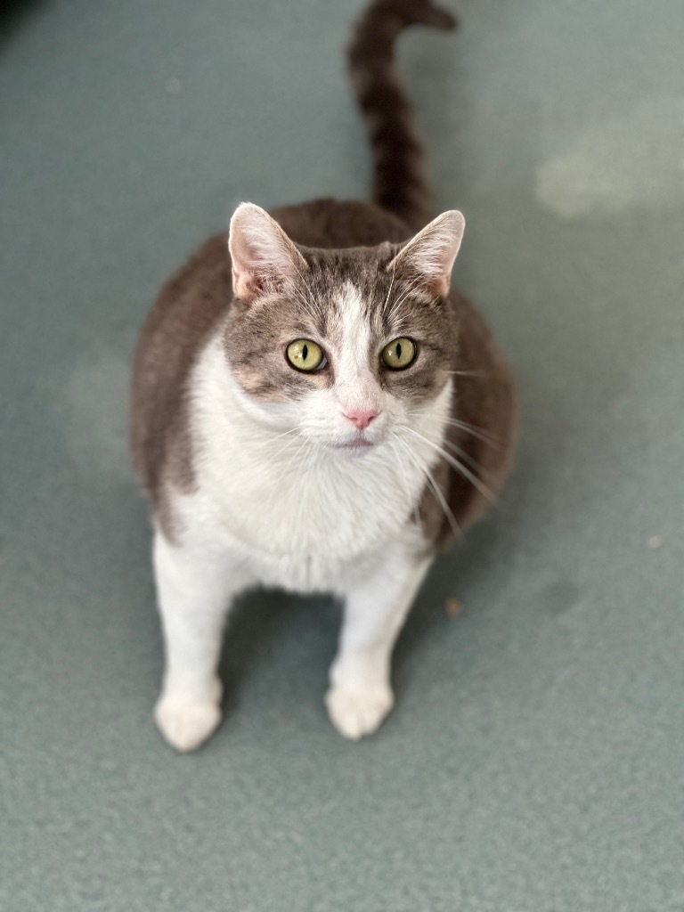 Tara (aka Wisteria), an adoptable Domestic Short Hair in Cumberland, ME, 04021 | Photo Image 6