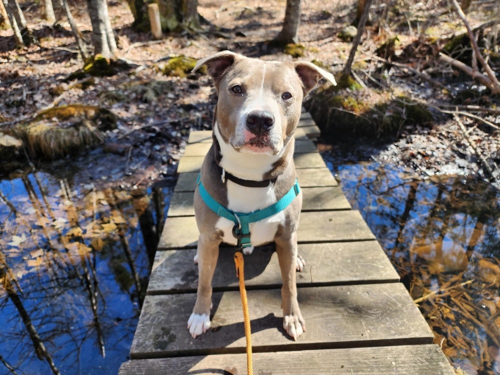 Xube, an adoptable Pit Bull Terrier in Trenton, ME, 04605 | Photo Image 1