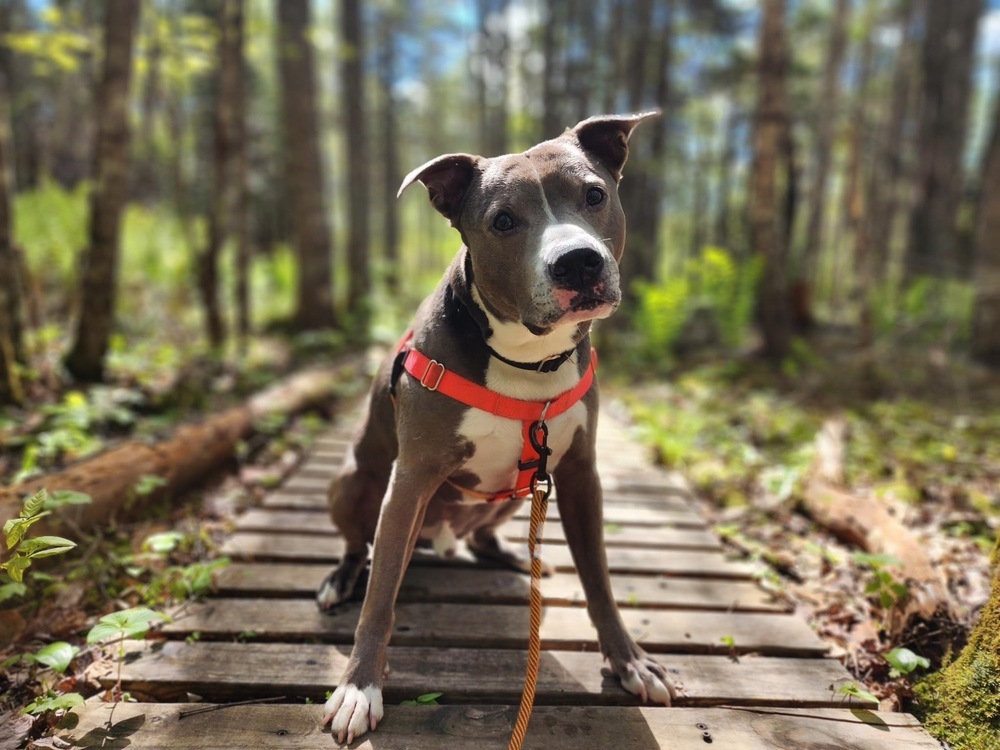 Xube, an adoptable Pit Bull Terrier in Trenton, ME, 04605 | Photo Image 1