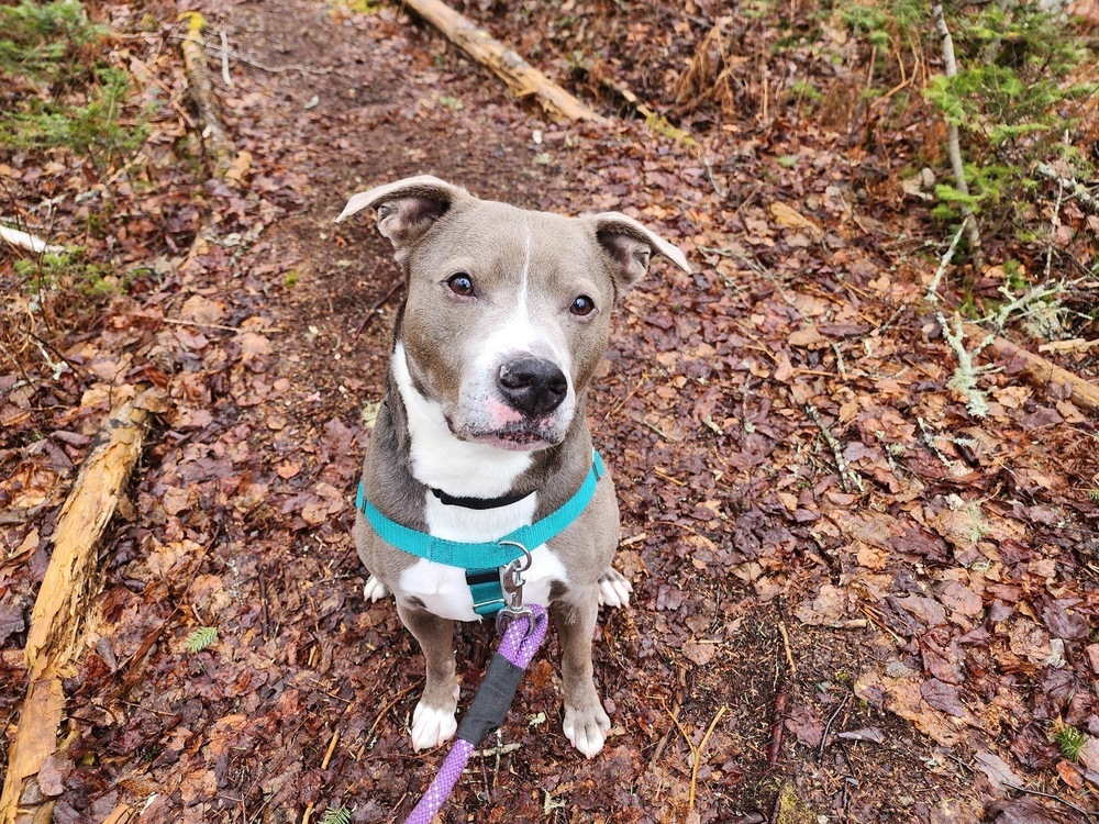 Xube, an adoptable Pit Bull Terrier in Trenton, ME, 04605 | Photo Image 2