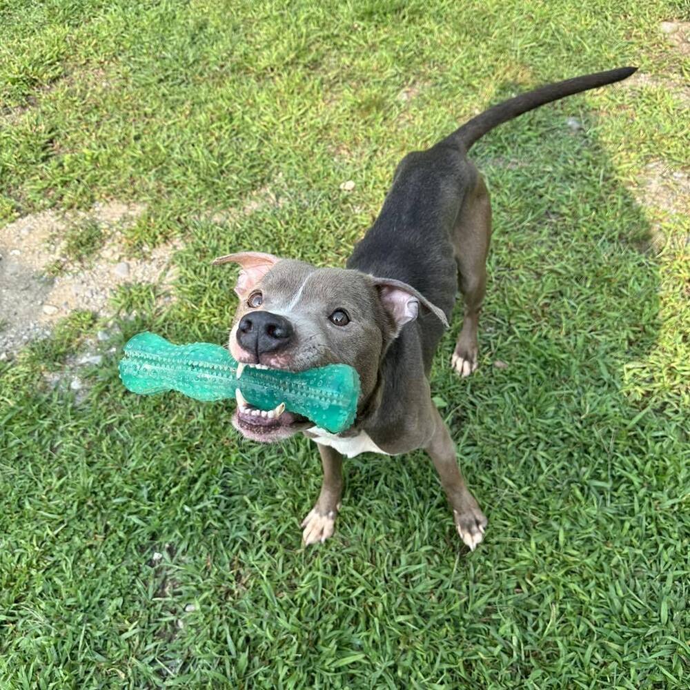 Xube, an adoptable Pit Bull Terrier in Trenton, ME, 04605 | Photo Image 3