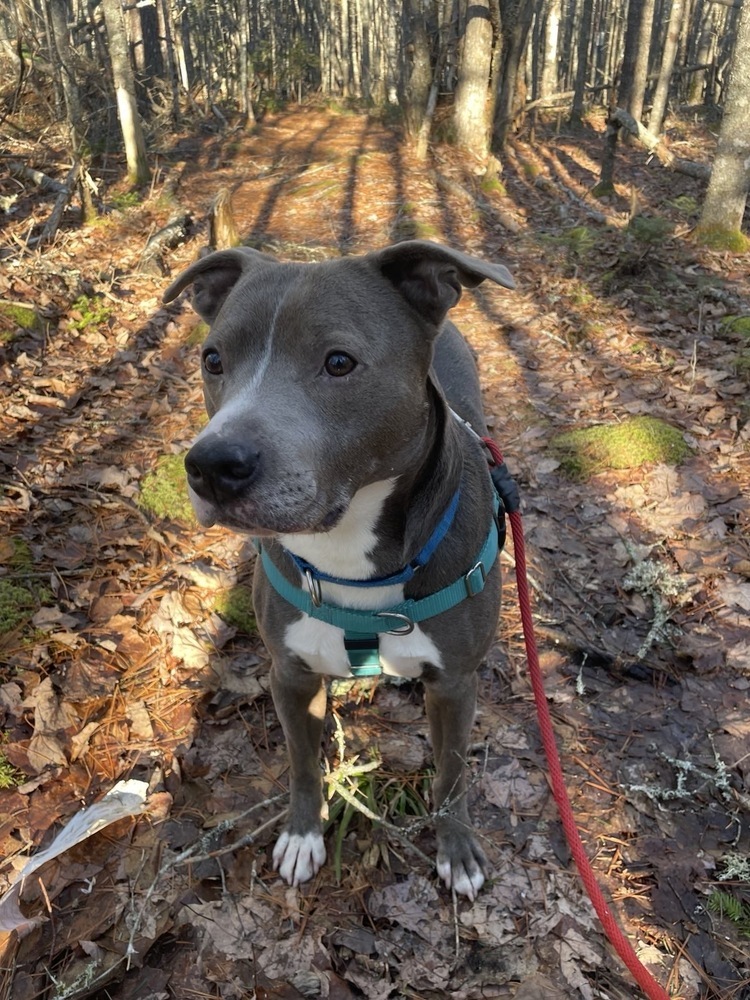 Xube, an adoptable Pit Bull Terrier in Trenton, ME, 04605 | Photo Image 3