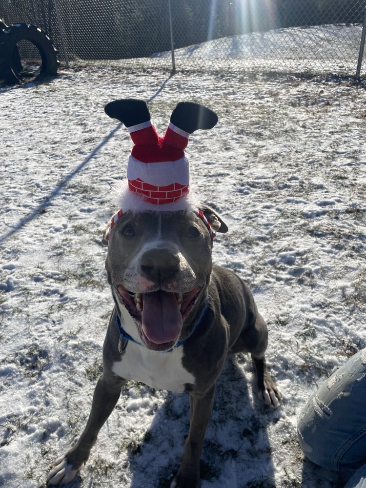 Xube, an adoptable Pit Bull Terrier in Trenton, ME, 04605 | Photo Image 4