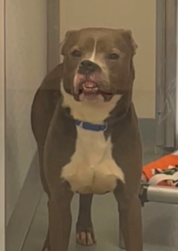 Xube, an adoptable Pit Bull Terrier in Trenton, ME, 04605 | Photo Image 5