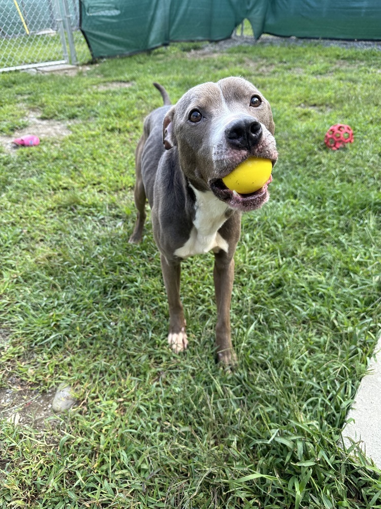 Xube, an adoptable Pit Bull Terrier in Trenton, ME, 04605 | Photo Image 6