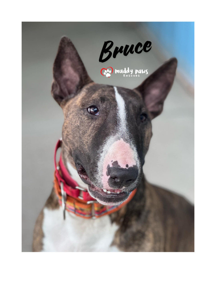 Bruce, an adoptable Bull Terrier in Council Bluffs, IA, 51503 | Photo Image 1