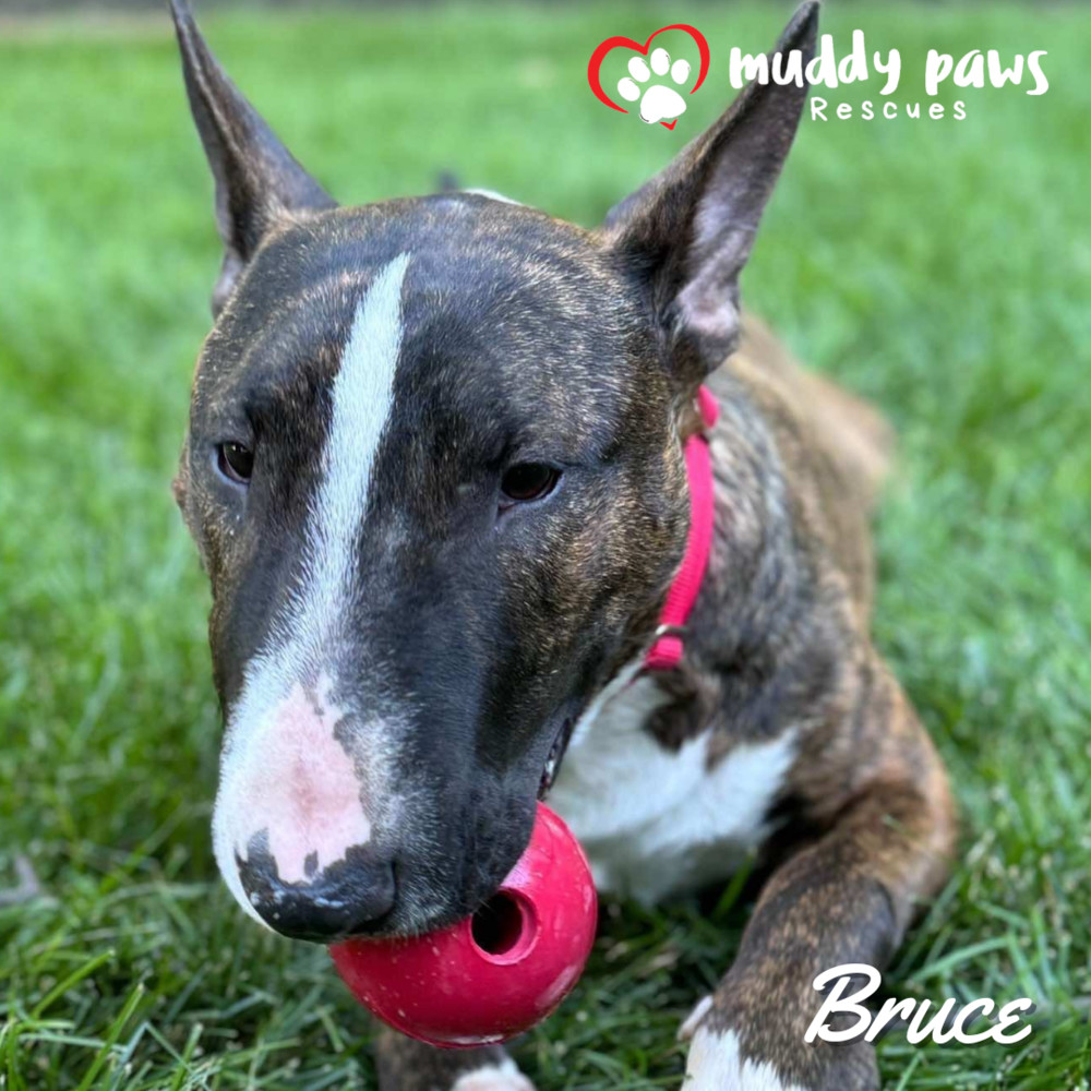 Bruce, an adoptable Bull Terrier in Council Bluffs, IA, 51503 | Photo Image 2