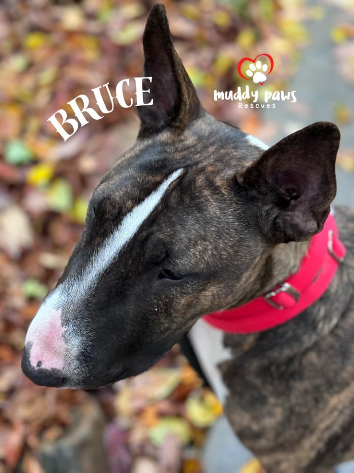 Bruce 3