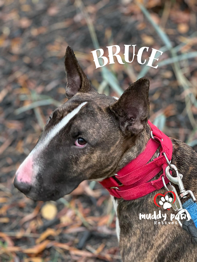 Bruce, an adoptable Bull Terrier in Council Bluffs, IA, 51503 | Photo Image 3