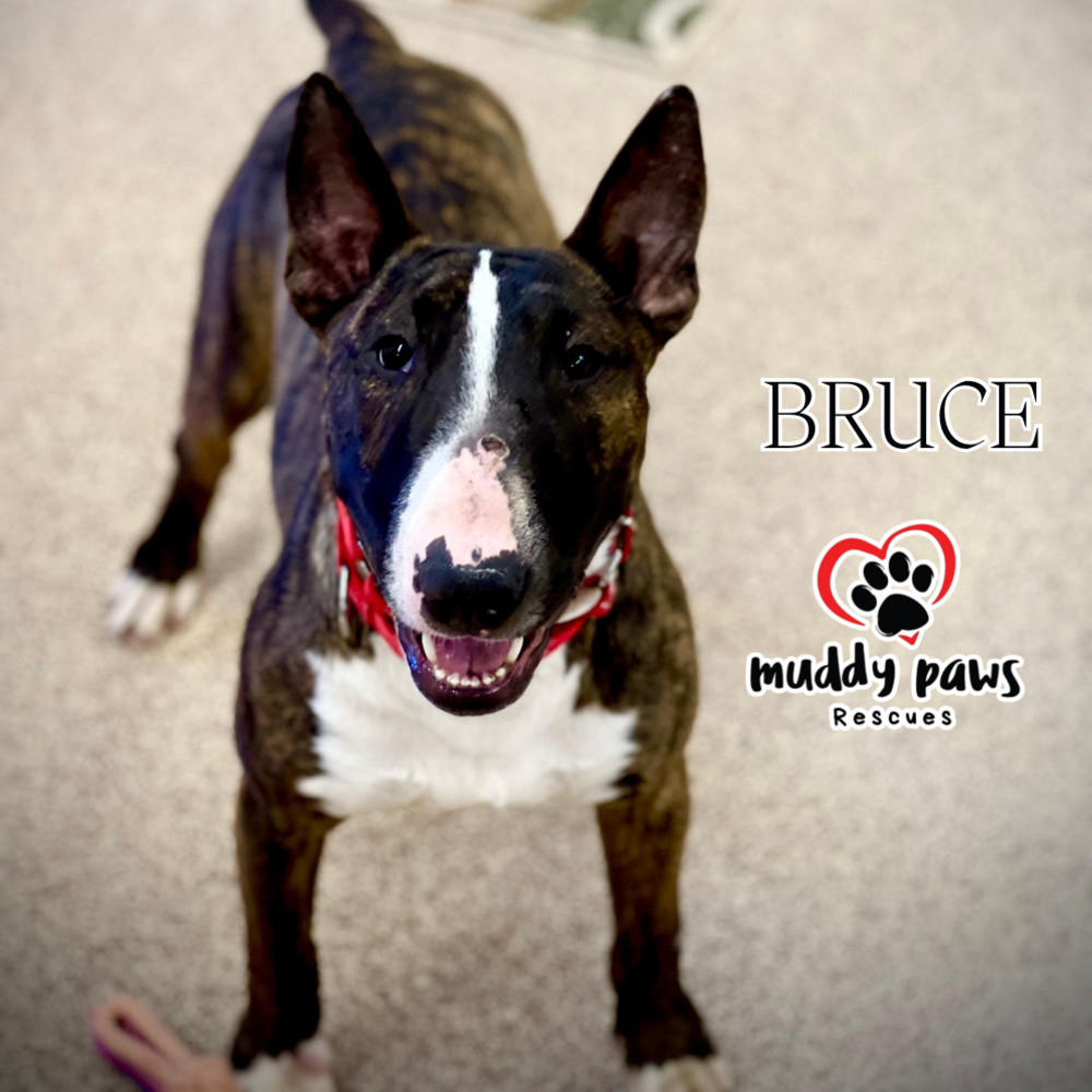 Bruce, an adoptable Bull Terrier in Council Bluffs, IA, 51503 | Photo Image 4