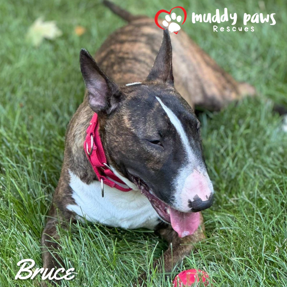 Bruce, an adoptable Bull Terrier in Council Bluffs, IA, 51503 | Photo Image 5