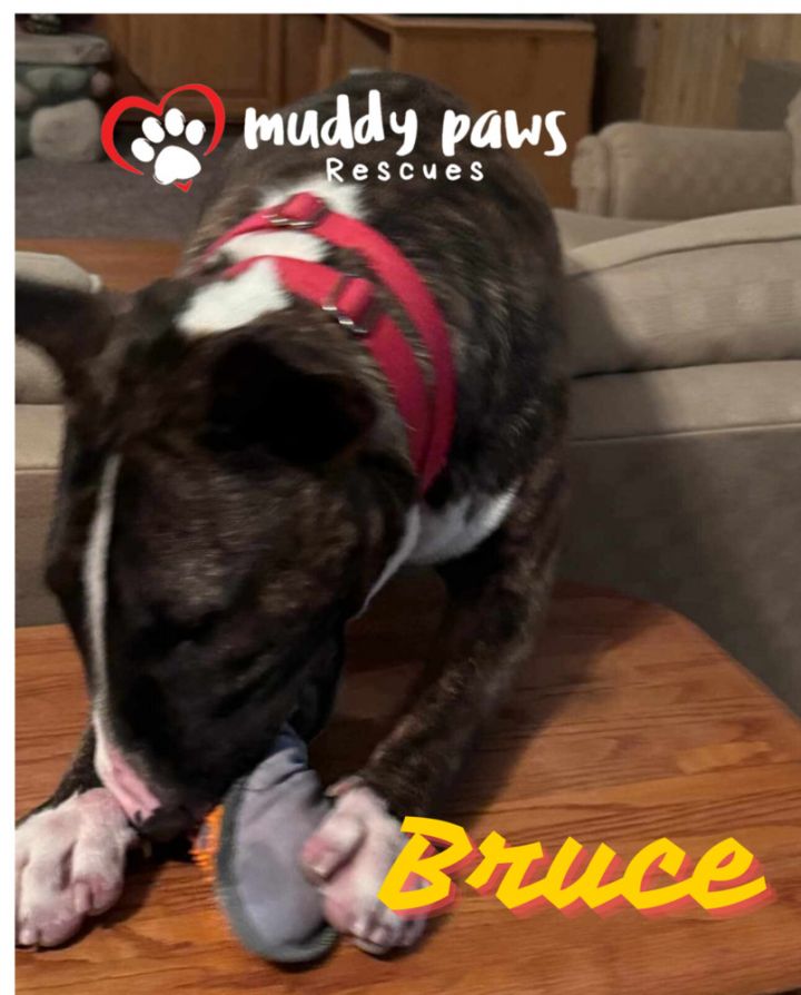 Bruce 6