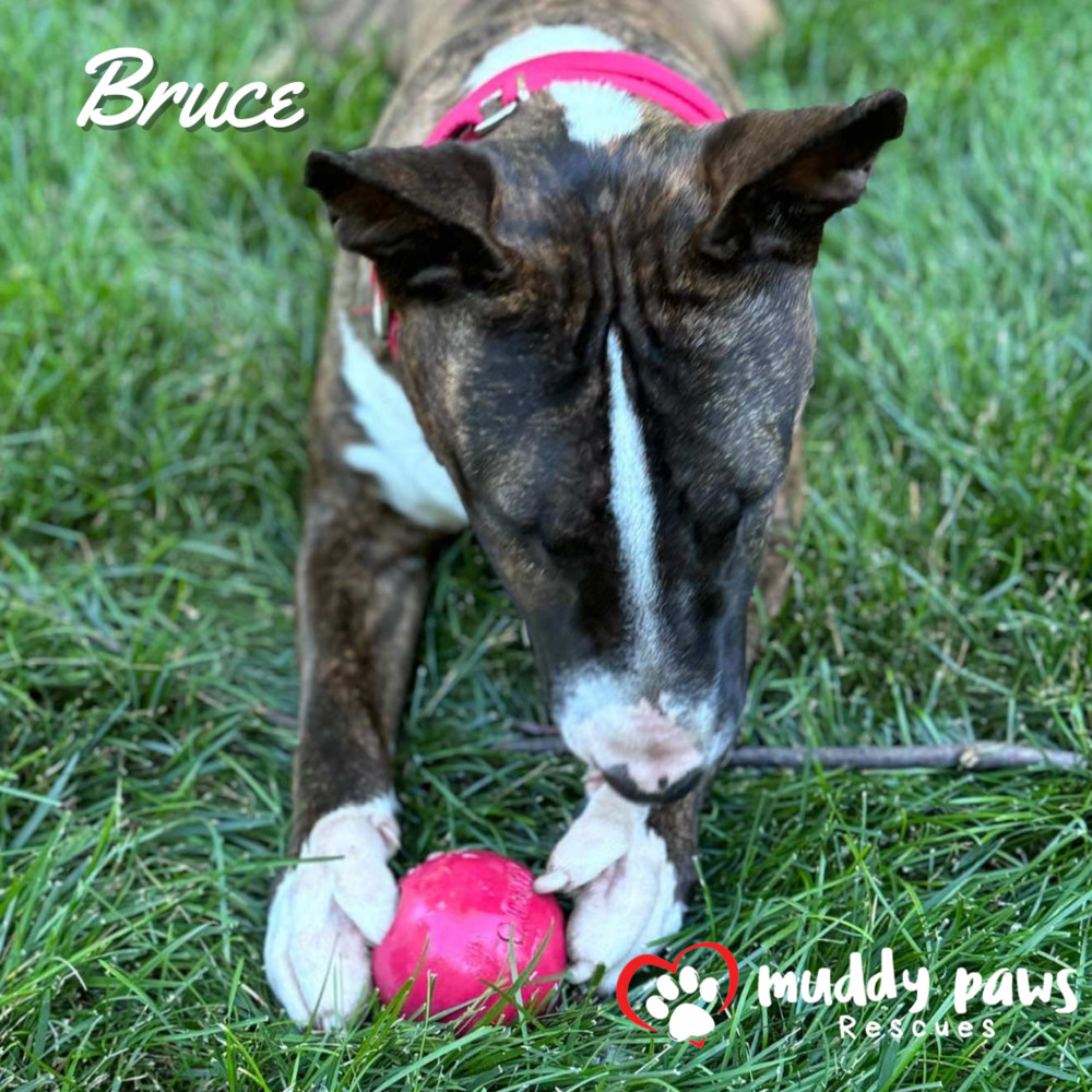 Bruce, an adoptable Bull Terrier in Council Bluffs, IA, 51503 | Photo Image 6