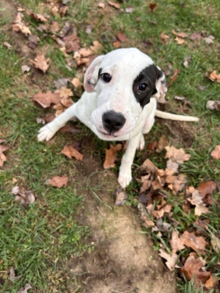 FFS : Carrie, an adoptable Setter, Mixed Breed in Aurora, IN, 47001 | Photo Image 1