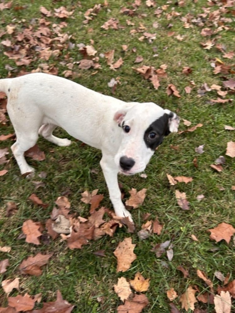 FFS : Carrie, an adoptable Setter, Mixed Breed in Aurora, IN, 47001 | Photo Image 3