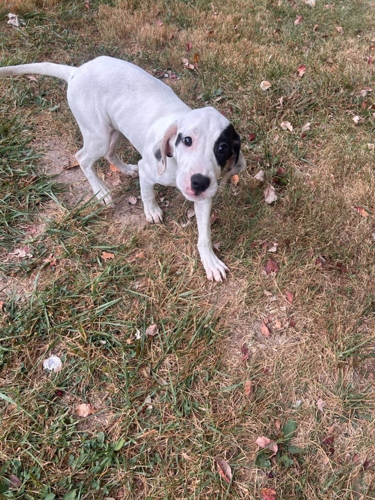 FFS : Carrie, an adoptable Setter, Mixed Breed in Aurora, IN, 47001 | Photo Image 4