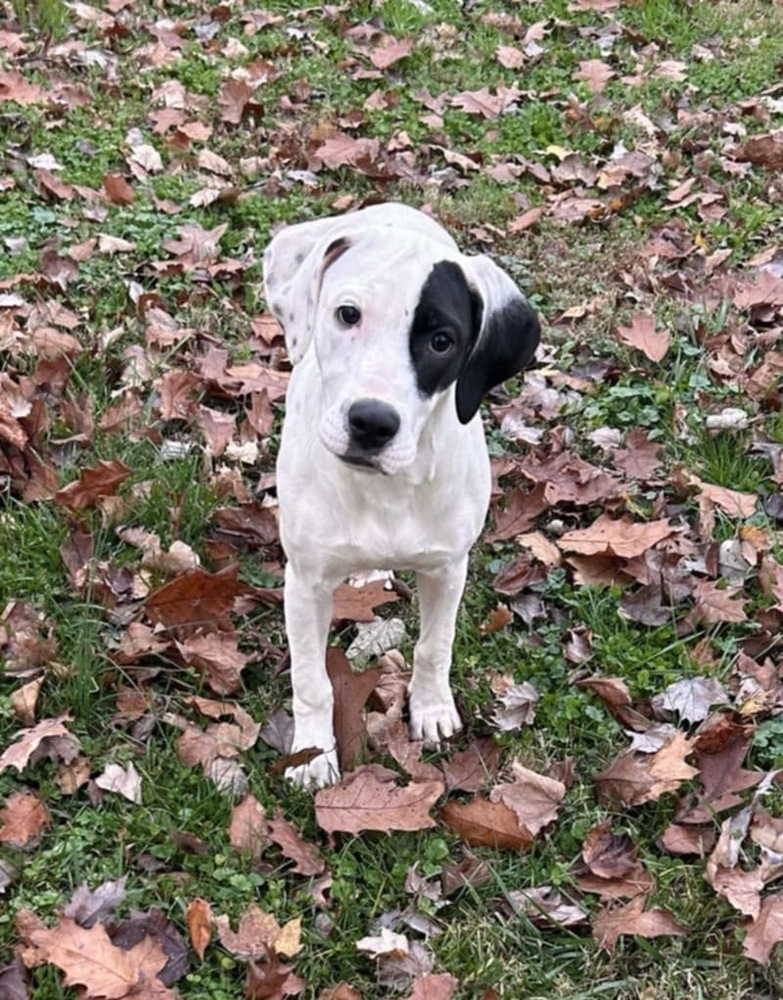 FFS : Kesha, an adoptable Setter, Mixed Breed in Aurora, IN, 47001 | Photo Image 1