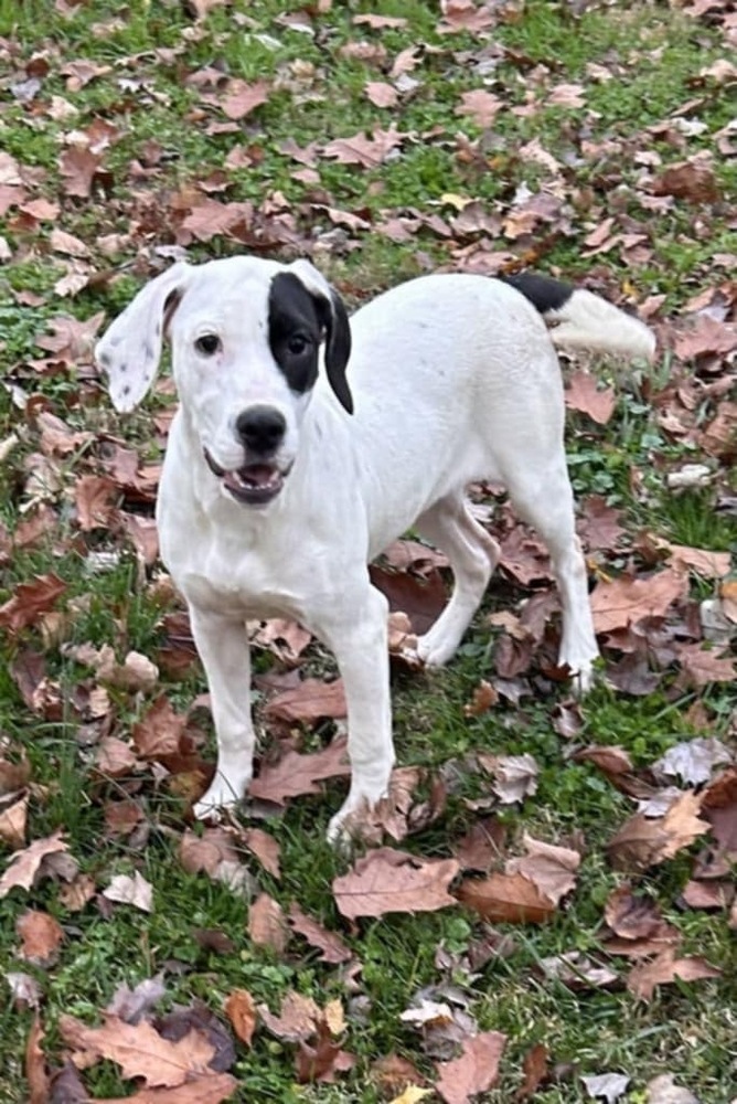 FFS : Kesha, an adoptable Setter, Mixed Breed in Aurora, IN, 47001 | Photo Image 2