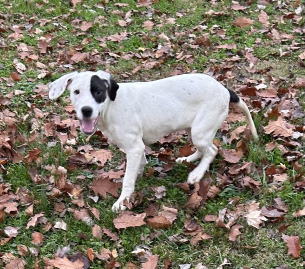 FFS : Kesha, an adoptable Setter, Mixed Breed in Aurora, IN, 47001 | Photo Image 3