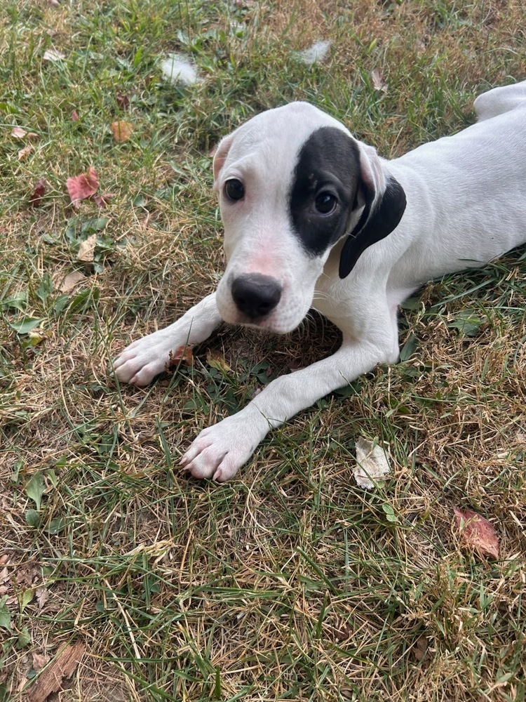 FFS : Kesha, an adoptable Setter, Mixed Breed in Aurora, IN, 47001 | Photo Image 4