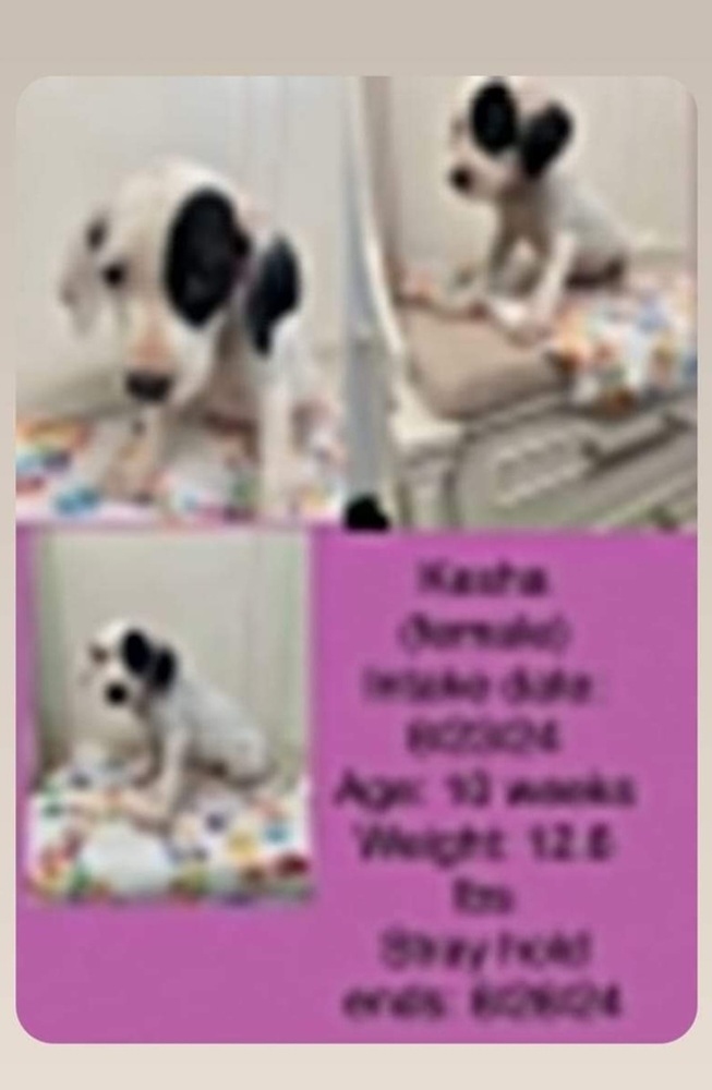 FFS : Kesha, an adoptable Setter, Mixed Breed in Aurora, IN, 47001 | Photo Image 5