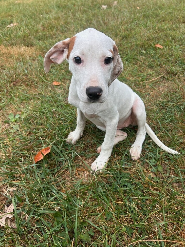 FFS : Demi, an adoptable Setter, Mixed Breed in Aurora, IN, 47001 | Photo Image 3