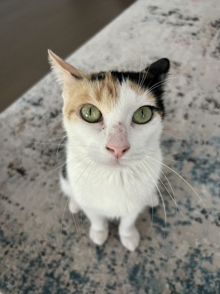 Gracie 1