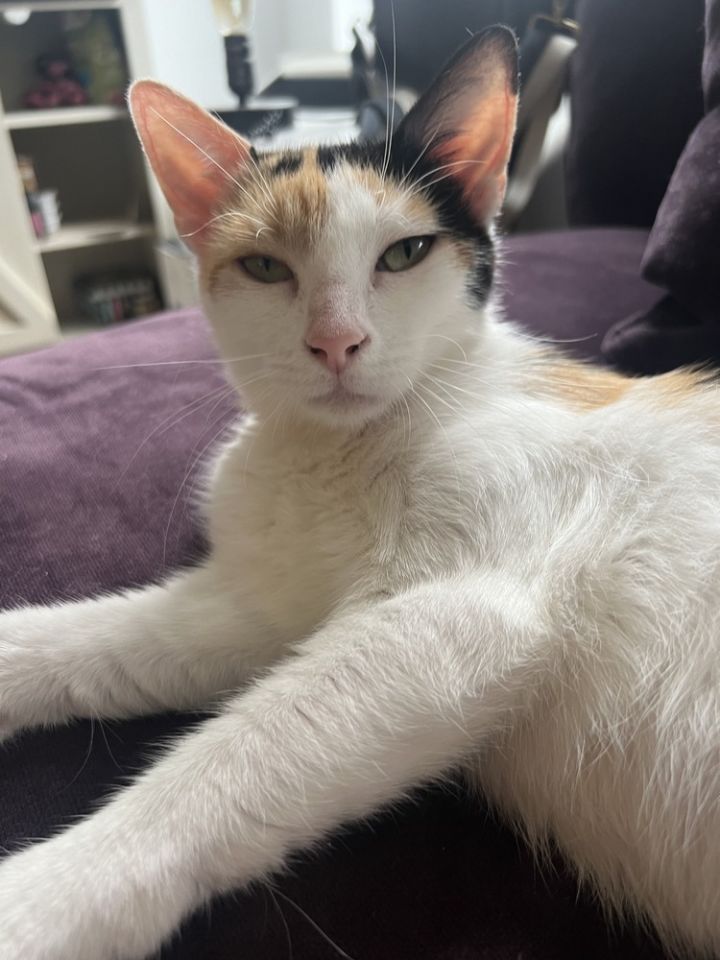 Gracie 2