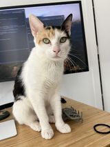 Gracie 3