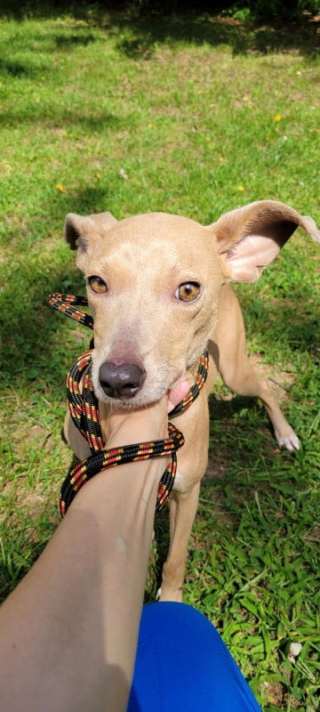 Split Pea - Mom to Peas Pups, an adoptable Whippet, Blue Lacy in Wyoming, MI, 49548 | Photo Image 1