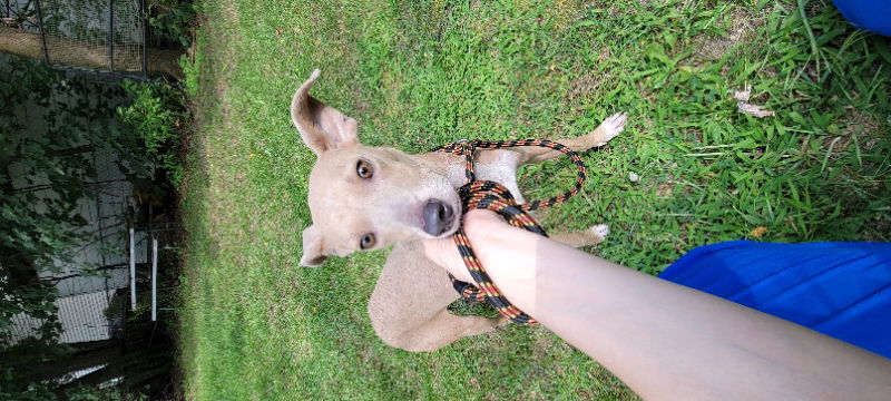 Split Pea - Mom to Peas Pups, an adoptable Whippet, Blue Lacy in Wyoming, MI, 49548 | Photo Image 2
