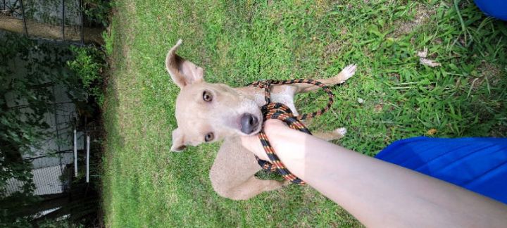 Split Pea - Mom to Peas Pups 2