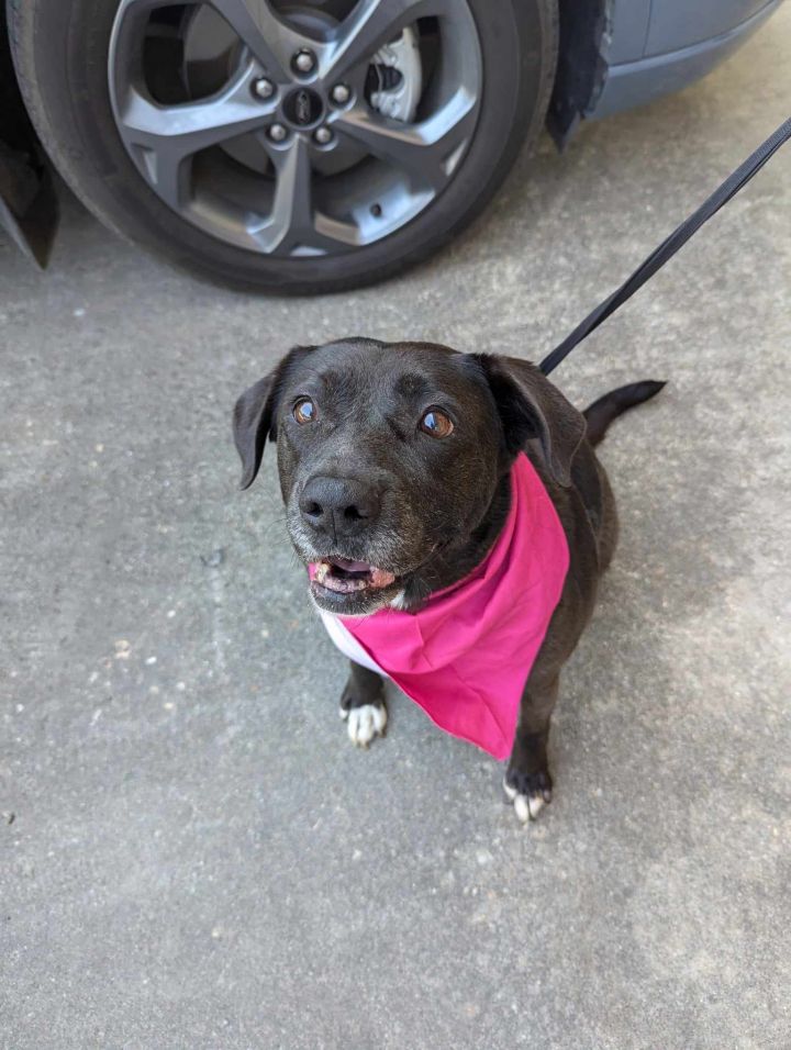 Victoria - Very Pretty Pup! 1
