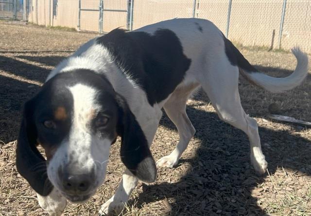 Cher, an adoptable Bluetick Coonhound, Mixed Breed in Pagosa Springs, CO, 81147 | Photo Image 1