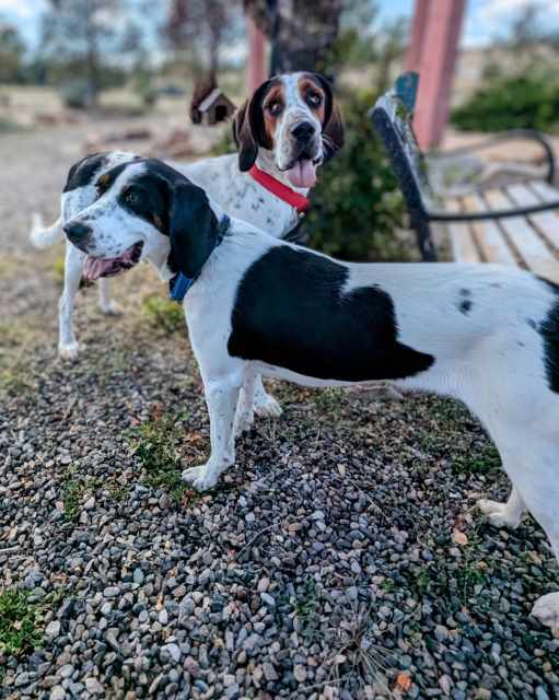 Cher, an adoptable Bluetick Coonhound, Mixed Breed in Pagosa Springs, CO, 81147 | Photo Image 2