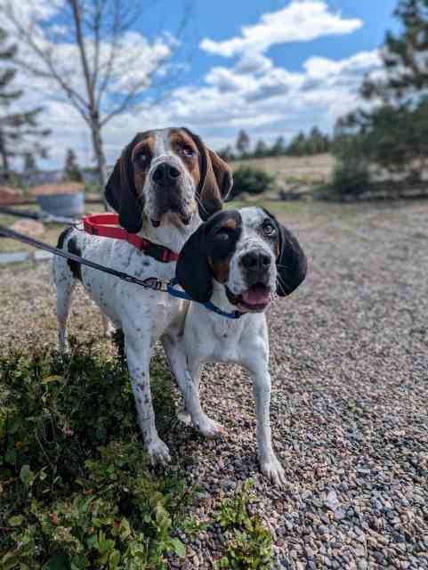 Cher, an adoptable Bluetick Coonhound, Mixed Breed in Pagosa Springs, CO, 81147 | Photo Image 3