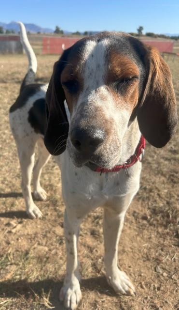 Sonny, an adoptable Bluetick Coonhound, Mixed Breed in Pagosa Springs, CO, 81147 | Photo Image 1