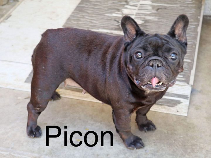 Picon 4