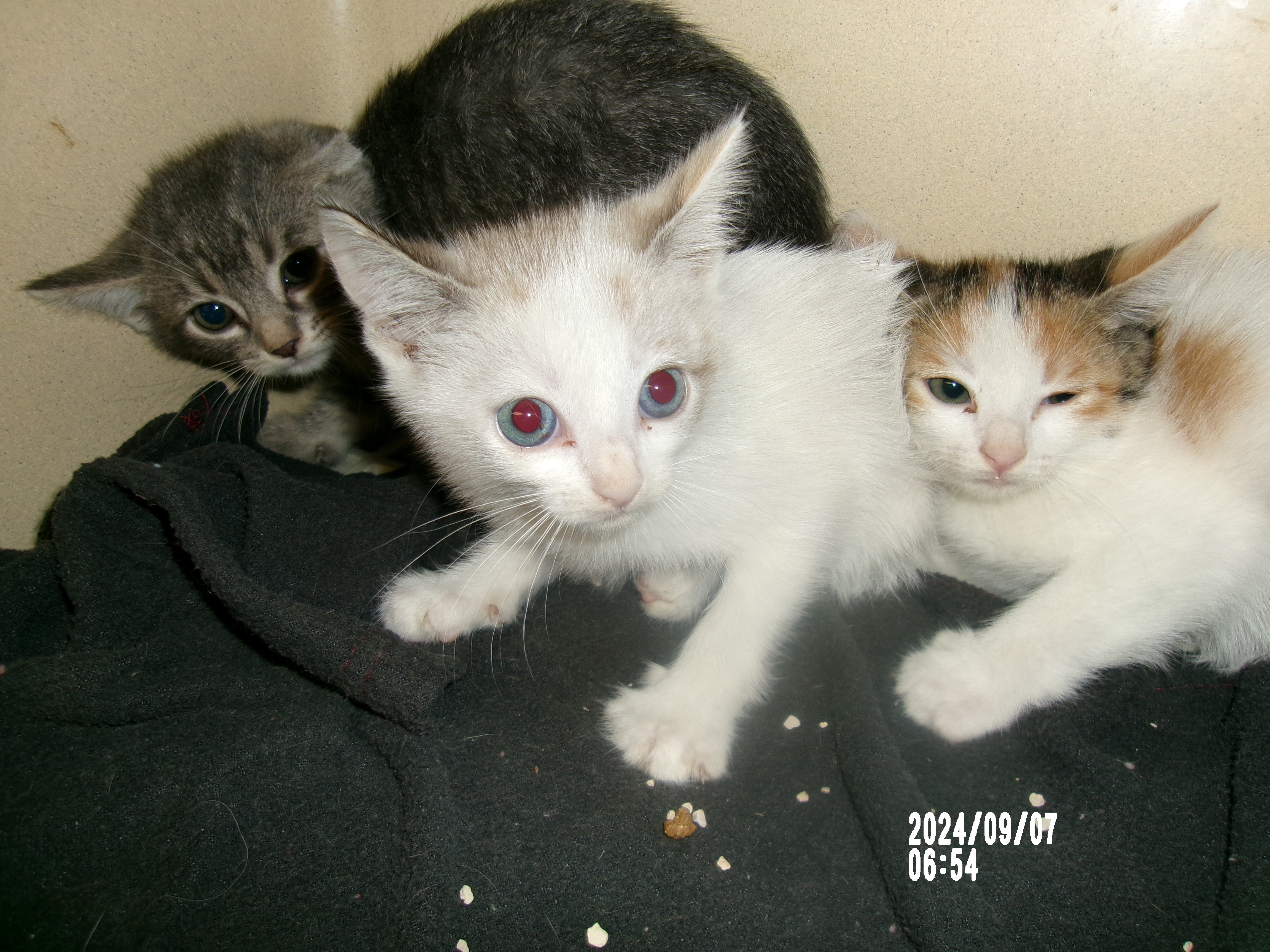 Thyme, an adoptable Domestic Short Hair in Clovis, NM, 88101 | Photo Image 1