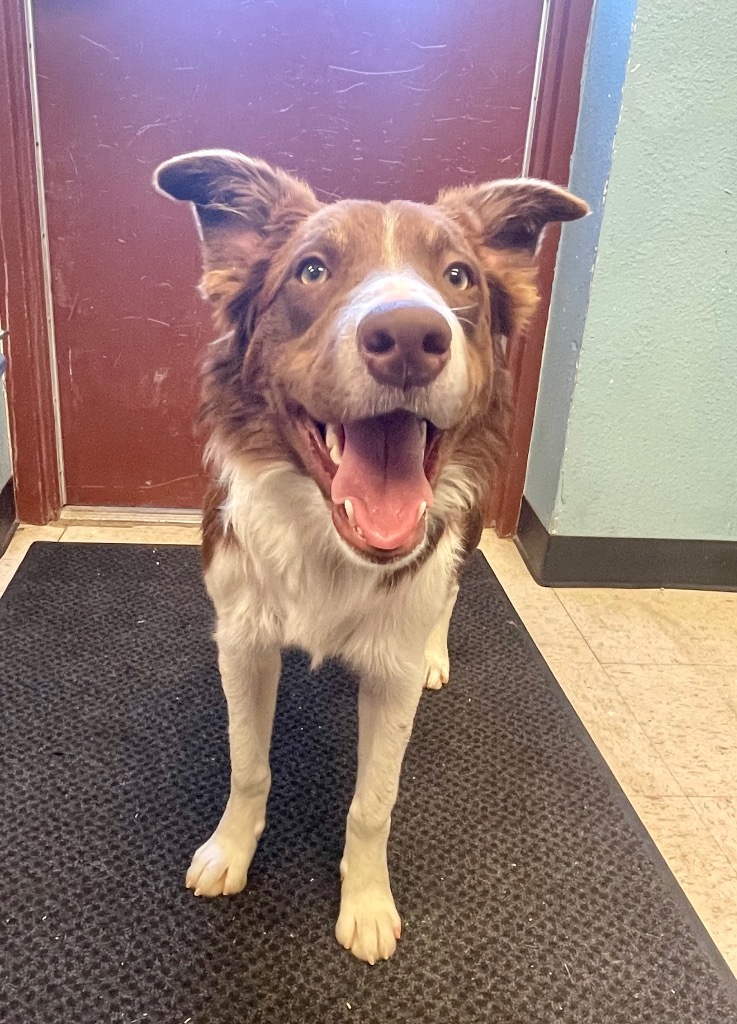 Sam Winchester, an adoptable Border Collie in Rock Springs, WY, 82901 | Photo Image 1