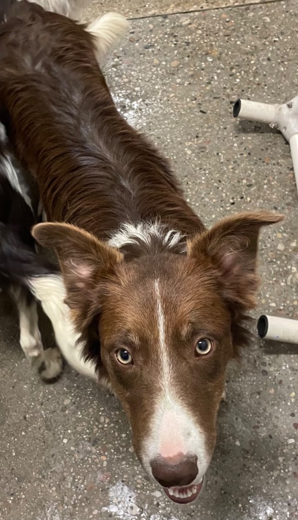 Sam Winchester, an adoptable Border Collie in Rock Springs, WY, 82901 | Photo Image 2