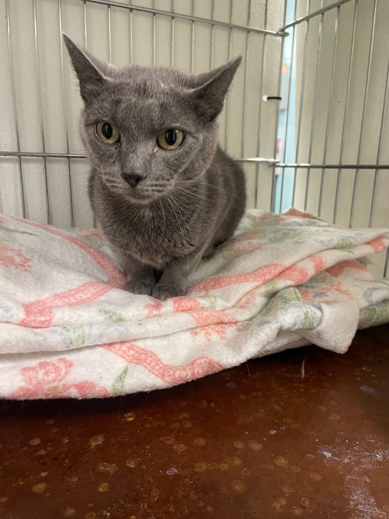 Yvette, an adoptable Domestic Short Hair in Rock Springs, WY, 82901 | Photo Image 1